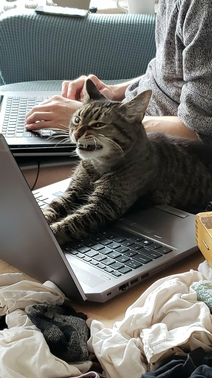 Cyber-Scrunge: Cat Edition