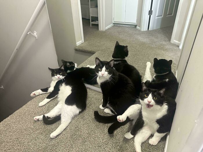 My Cow Cats: The Ultimate Furry Squad