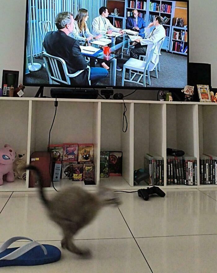 Blurry But Still a Cat