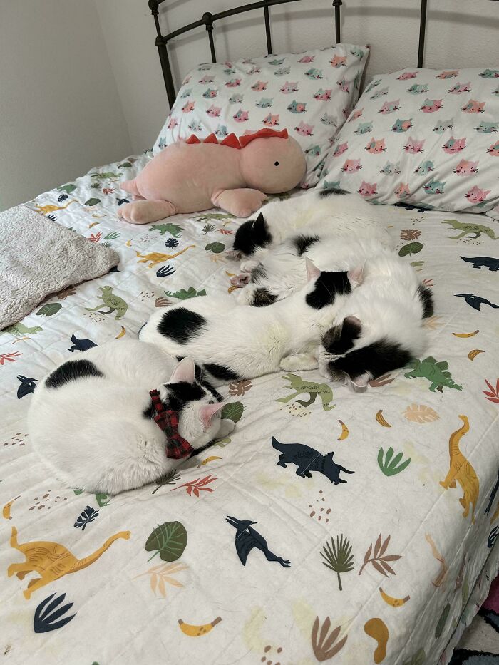 All Four Cows Taking Up the Whole Bed (As Expected)