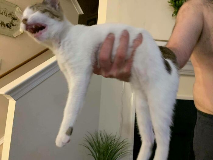 Houghjhjhhhh Oughhhhh Echhhehchhhh – Cat Language Explained