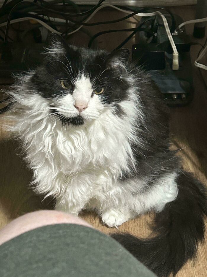 Last Night, My Scraggly 13-Year-Old Son Nailed the Pose. Totally Hambsome!