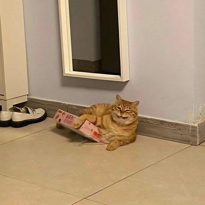 My God, This Cat Is Something Else