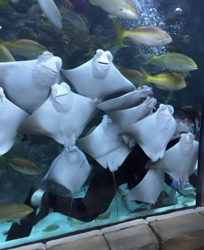 My Friend Went To The Aquarium This Morning And Sent Me This