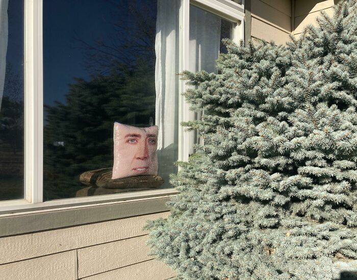 For Weeks We’ve Been Having Issues With A Bird Flying Into This Window. My Daughter’s Nicolas Cage Pillow Solved The Problem