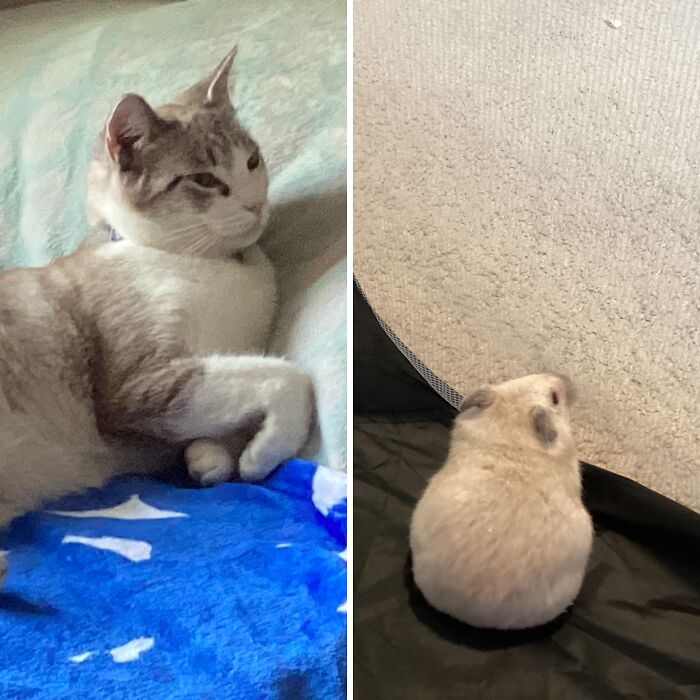 Pet Pics That’ll Totally Make Your Day