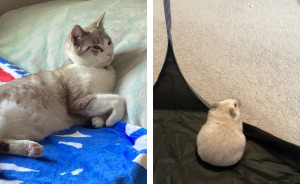 Pet Pics That’ll Totally Make Your Day
