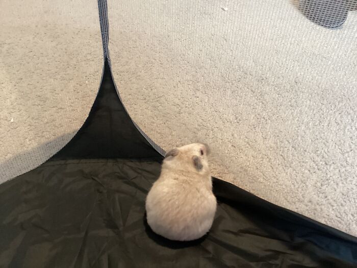 Emerald (a.k.a Emmy): Tiny But Mighty Cute