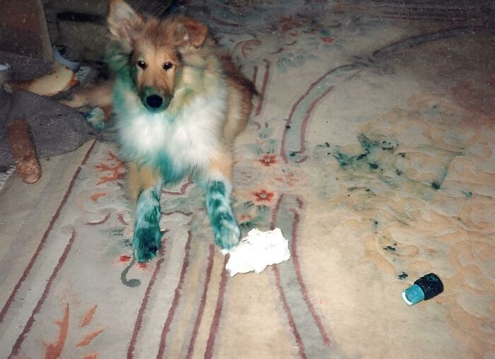 Meet Bonnie: The Blue Puppy Picasso