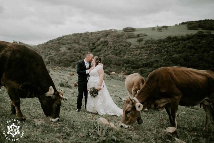 Wanted A Wedding In Nature, Got Cows Instead. Photo By Daria Manuedda