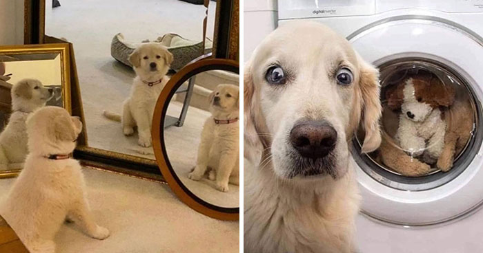 Wait Till You See These Goofy Dogs Just Doing Their Doggie Thing (40 Pics)