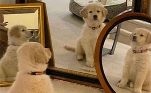 Wait Till You See These Goofy Dogs Just Doing Their Doggie Thing (40 Pics)
