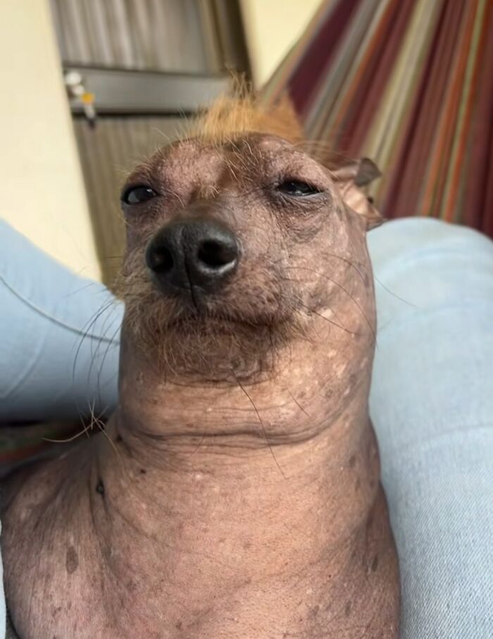 Wait Till You See These Goofy Dogs Just Doing Their Doggie Thing (40 Pics)