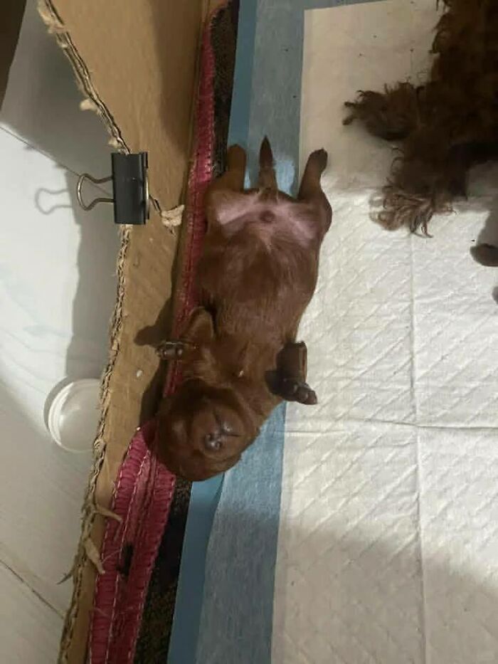 Wait Till You See These Goofy Dogs Just Doing Their Doggie Thing (40 Pics)