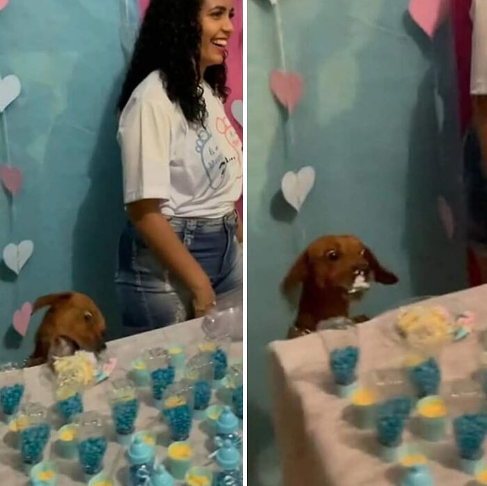 Wait Till You See These Goofy Dogs Just Doing Their Doggie Thing (40 Pics)