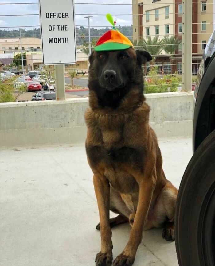 Wait Till You See These Goofy Dogs Just Doing Their Doggie Thing (40 Pics)