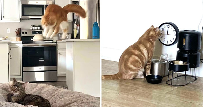 Wait, Did Orange Cats Just Drop the Funniest Moves Ever?
