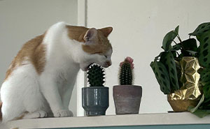 Wait, Did Orange Cats Just Drop the Funniest Moves Ever?