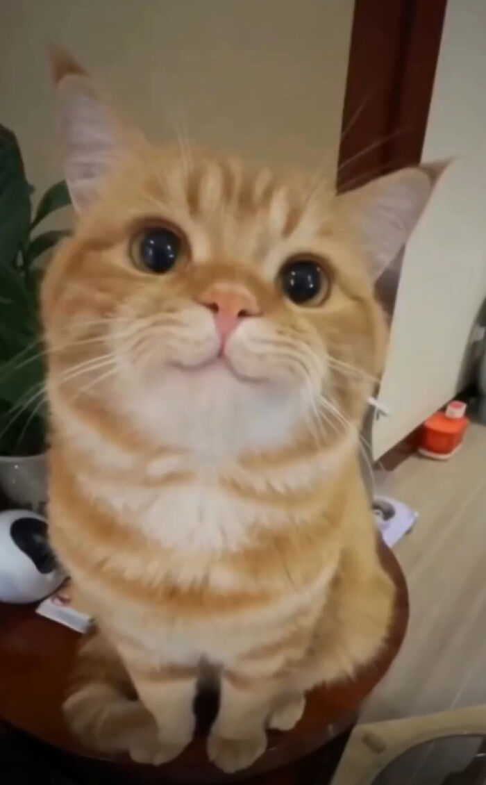 Eyes That Say, 'I'm Cute and I Know It'