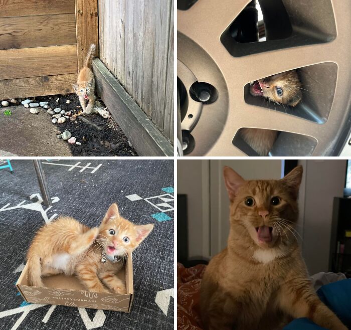 Throw Some Love at Forrest’s 3rd Gotcha Day!