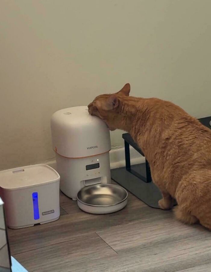 Bro Went Full Nom on His Auto Feeder