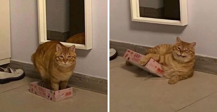 If I Fits, I Definitely Sits