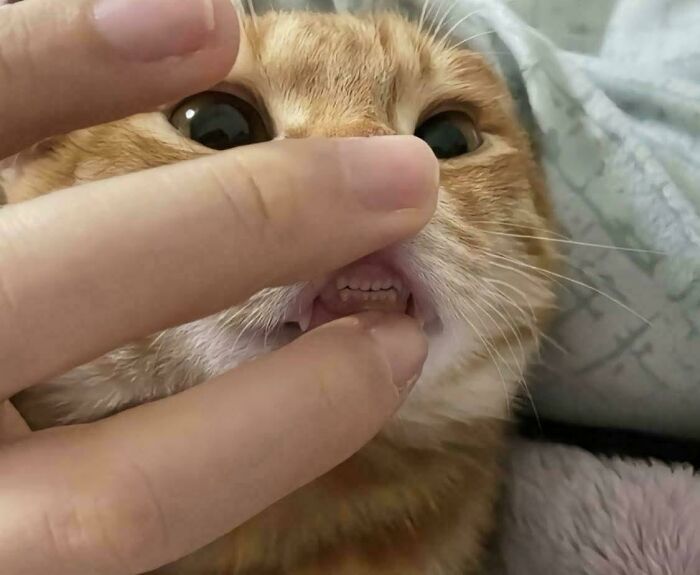 Teefs: Officially the Cutest Word for Tiny Cat Teeth