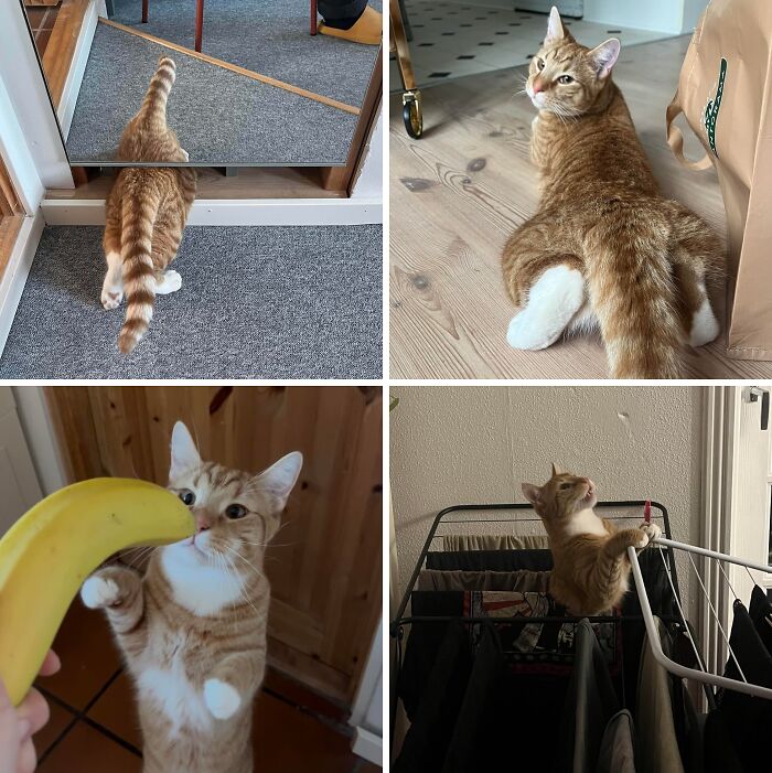 The Cat Distribution System Seriously Delivered This Guy Last Year