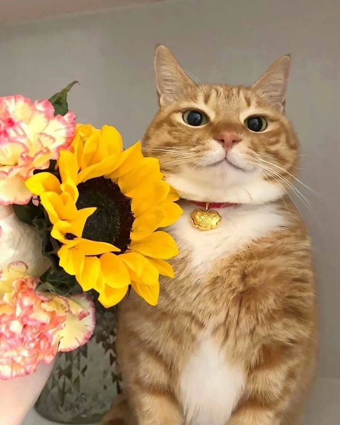 Sunshine, Flowers, and the Look of Ultimate Cat Superiority