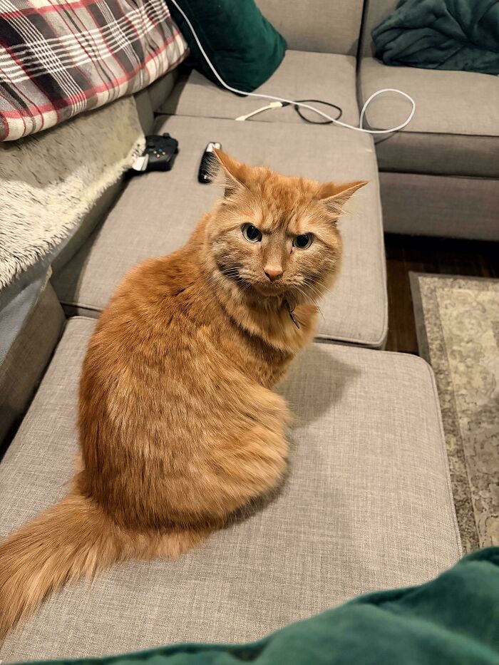 Why Is My Cat So Pissed? Wrong Answers Only Please