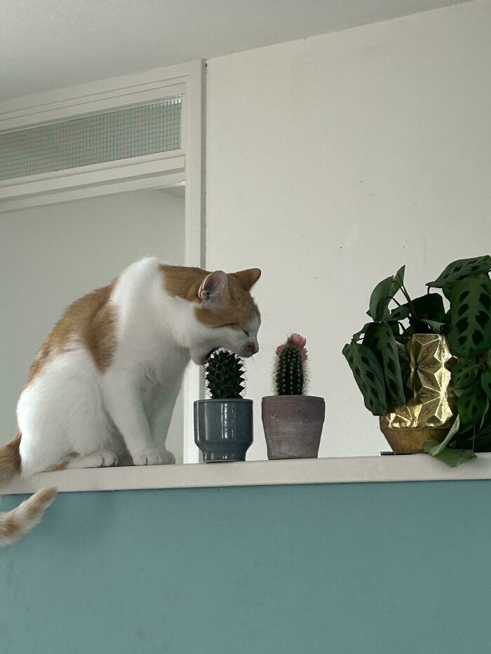 Let Me Try This Cactus, Said No Cat Ever
