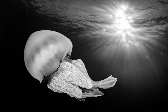 Jellyfish in Black & White—Like Underwater UFOs