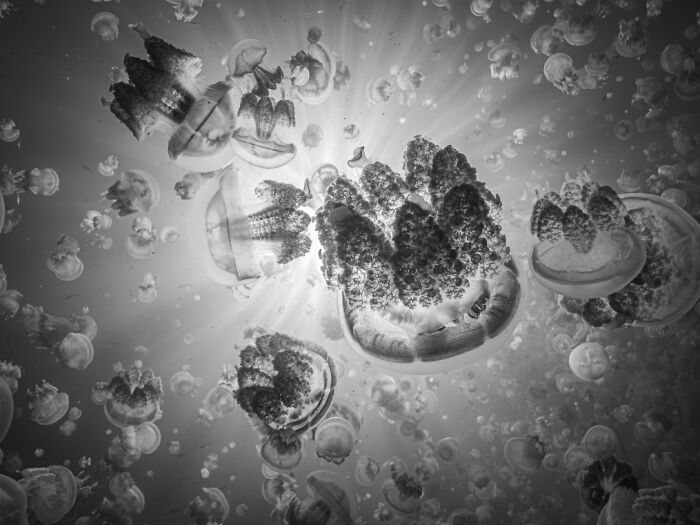 Jellyfish Stars Drift in the Dark