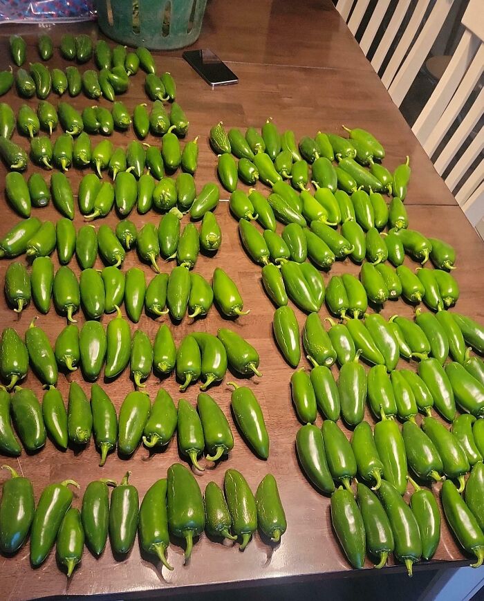 Went Grocery Shopping and Came Back with 188 Jalapenos... What?