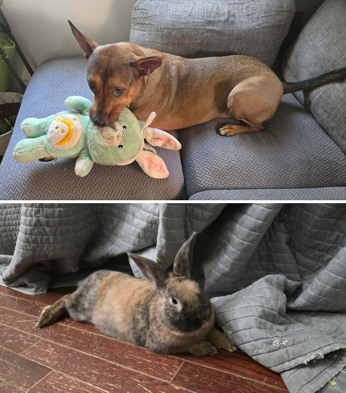 When The Husband Said The Dog Has My Rabbit... What He Meant vs. What I Imagined