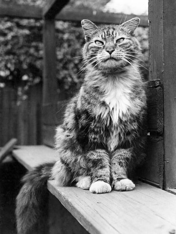 Wait, They Took Pictures With Cats Back Then?! 44 Vintage Cat Pics That’ll Make You Smile