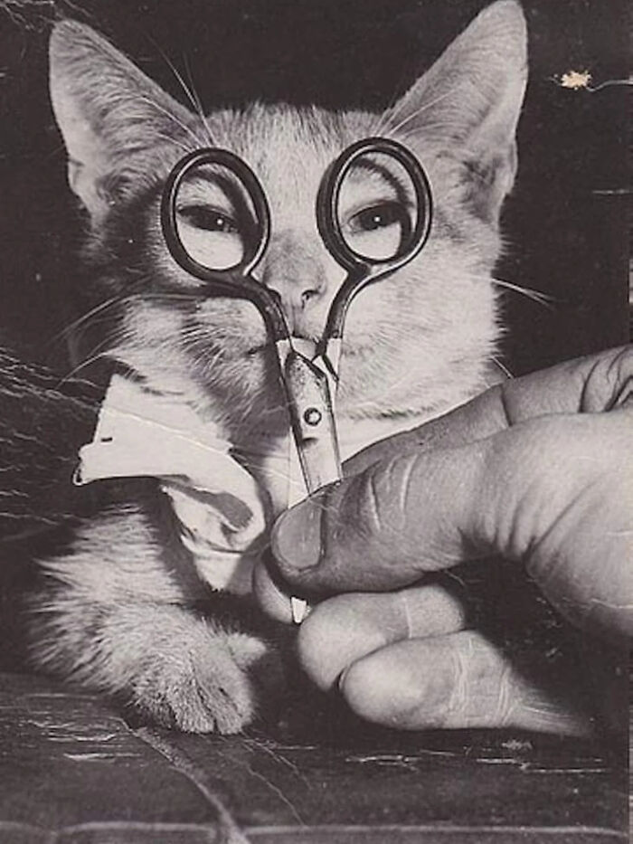 Wait, They Took Pictures With Cats Back Then?! 44 Vintage Cat Pics That’ll Make You Smile