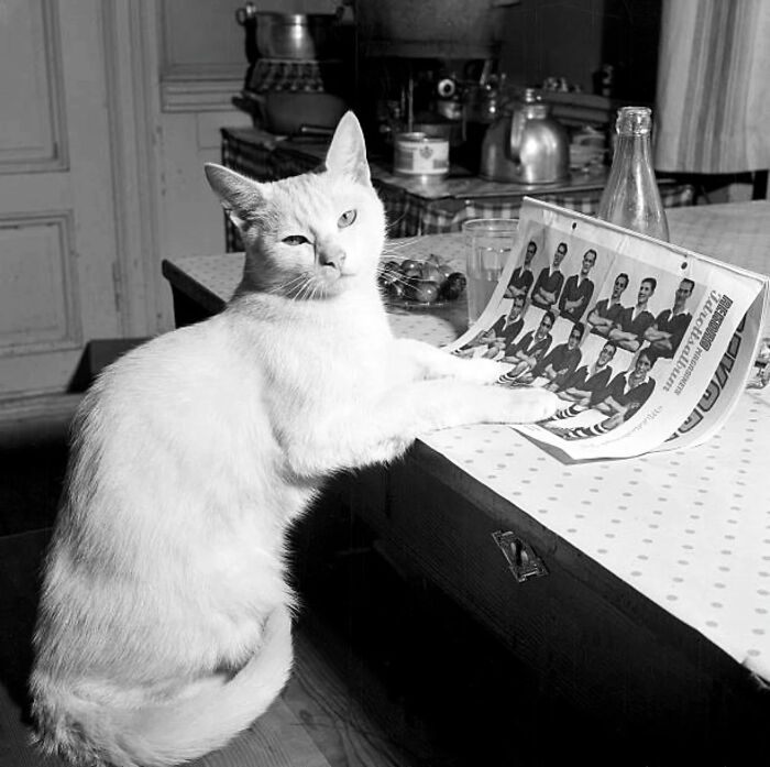 Wait, They Took Pictures With Cats Back Then?! 44 Vintage Cat Pics That’ll Make You Smile