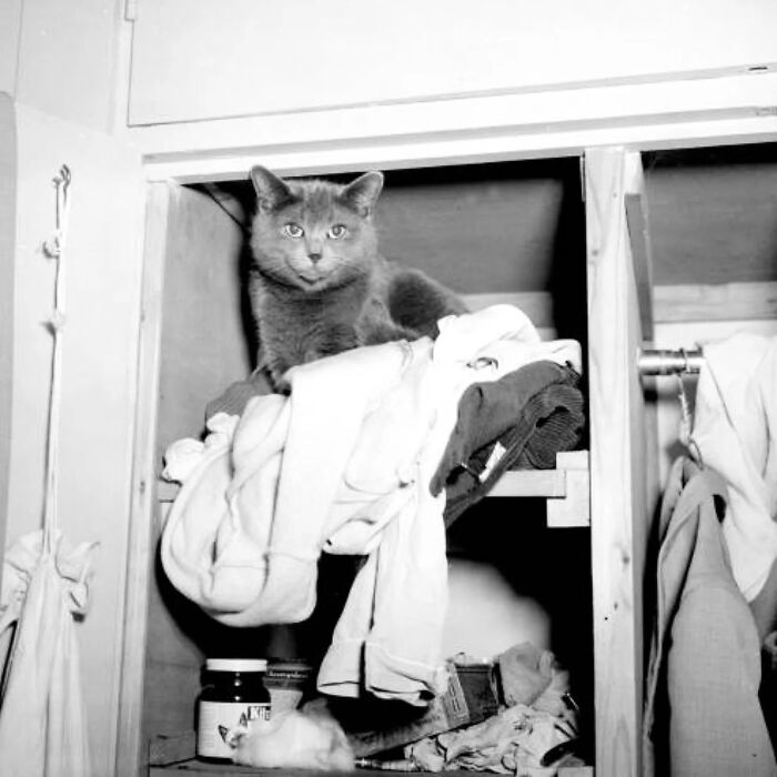 Wait, They Took Pictures With Cats Back Then?! 44 Vintage Cat Pics That’ll Make You Smile