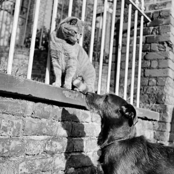 Wait, They Took Pictures With Cats Back Then?! 44 Vintage Cat Pics That’ll Make You Smile