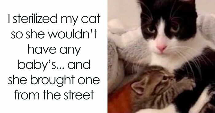 Here’s Why Cats Totally Own the Internet (And It’s Hilarious)