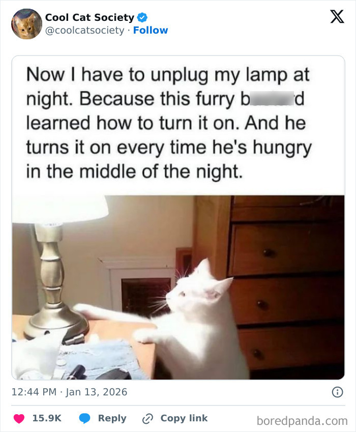 Here’s Why Cats Totally Own the Internet (And It’s Hilarious)
