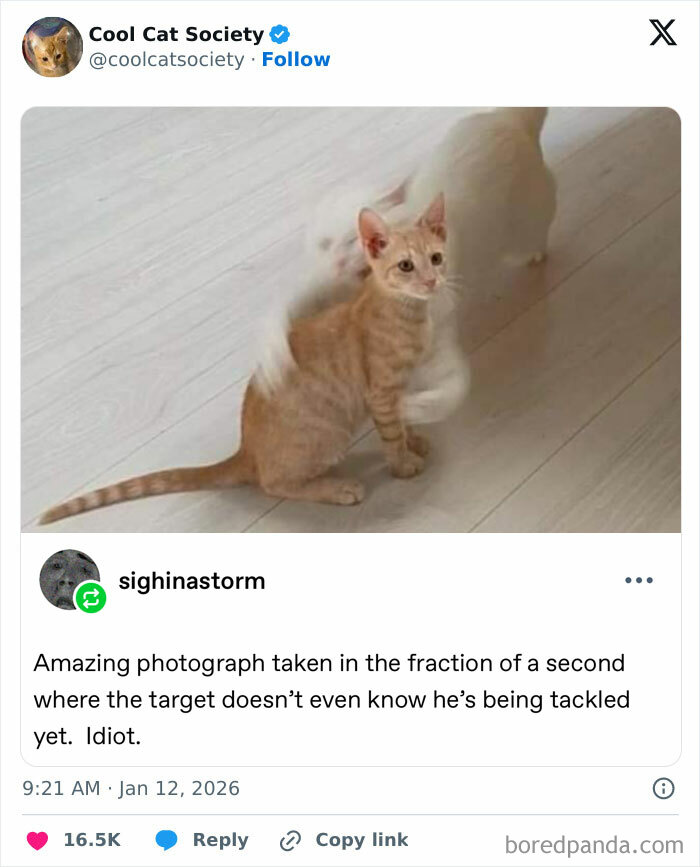 Here’s Why Cats Totally Own the Internet (And It’s Hilarious)