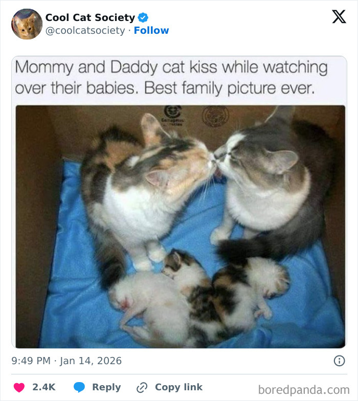 Here’s Why Cats Totally Own the Internet (And It’s Hilarious)