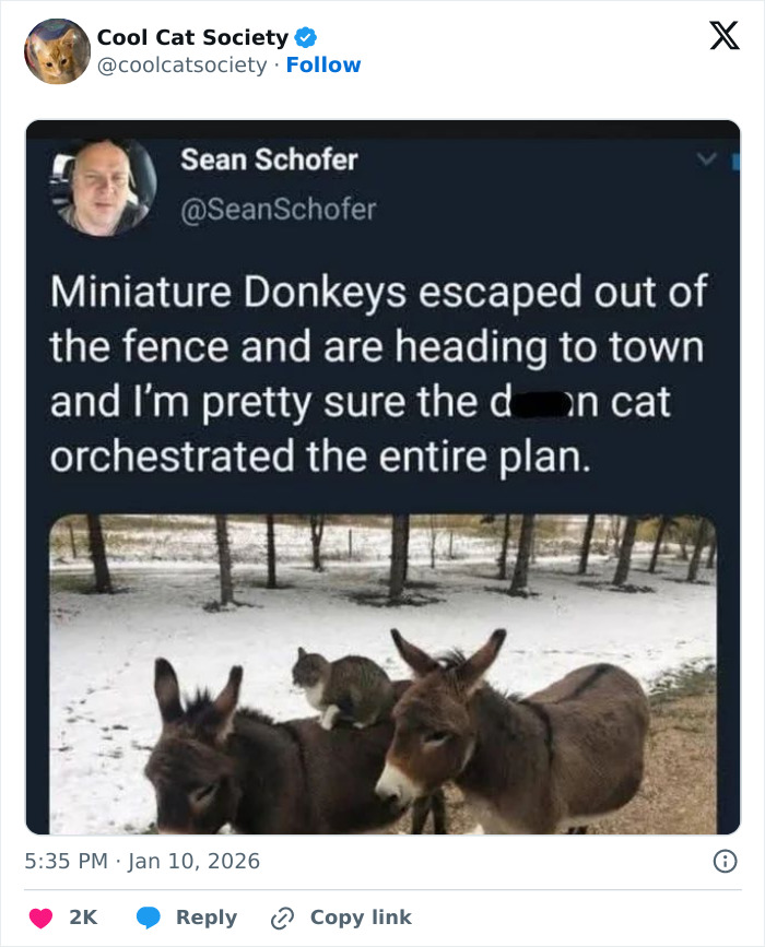 Here’s Why Cats Totally Own the Internet (And It’s Hilarious)