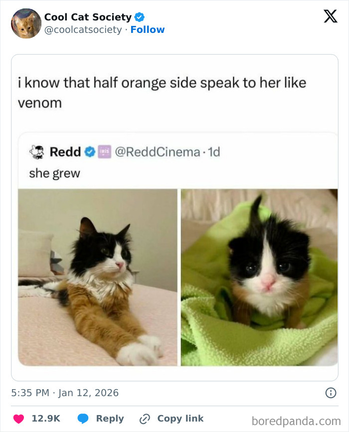 Here’s Why Cats Totally Own the Internet (And It’s Hilarious)