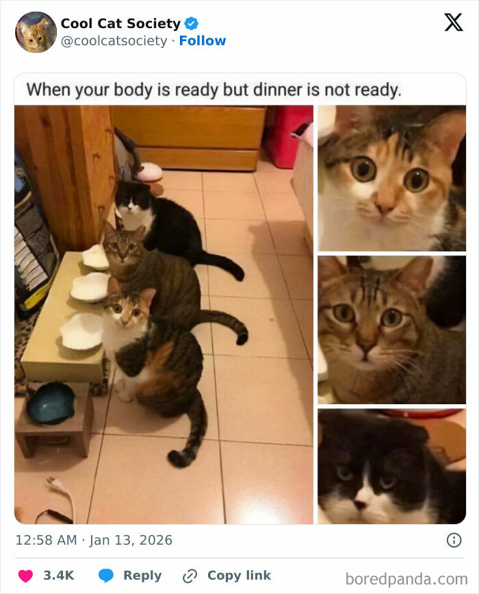 Here’s Why Cats Totally Own the Internet (And It’s Hilarious)