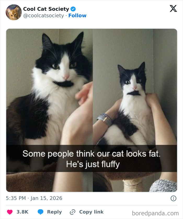 Here’s Why Cats Totally Own the Internet (And It’s Hilarious)