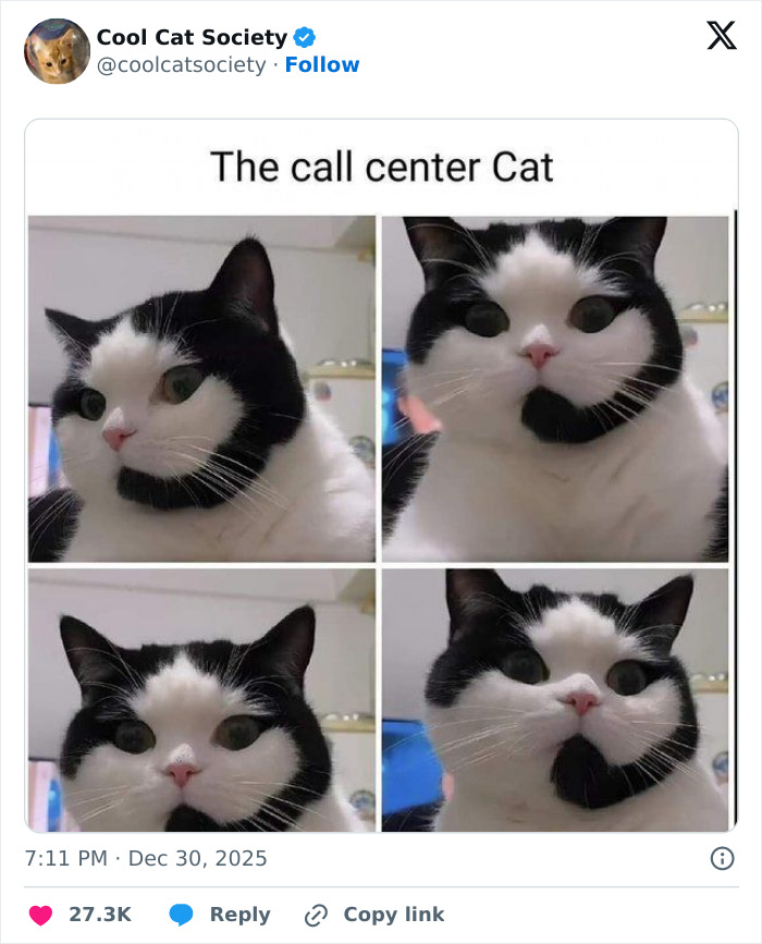 Here’s Why Cats Totally Own the Internet (And It’s Hilarious)