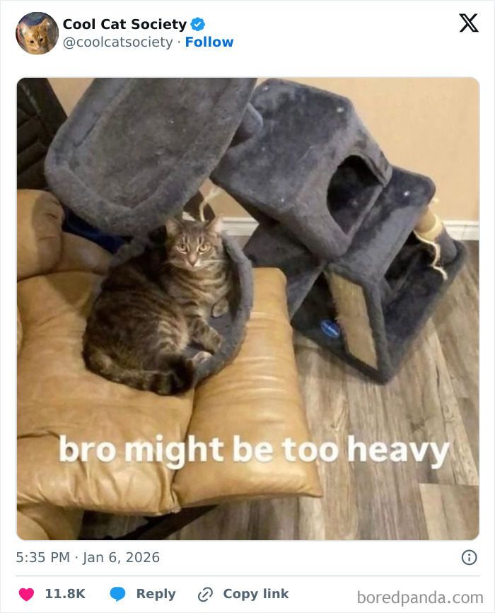 Here’s Why Cats Totally Own the Internet (And It’s Hilarious)